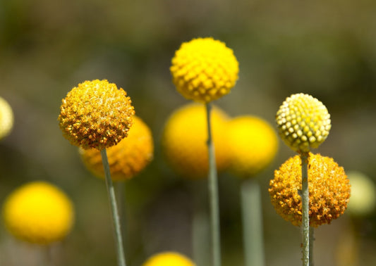 Bloemen Drogen: Haal de Zomer in Huis, het Hele Jaar Door - Tuinkabouter Chrisje