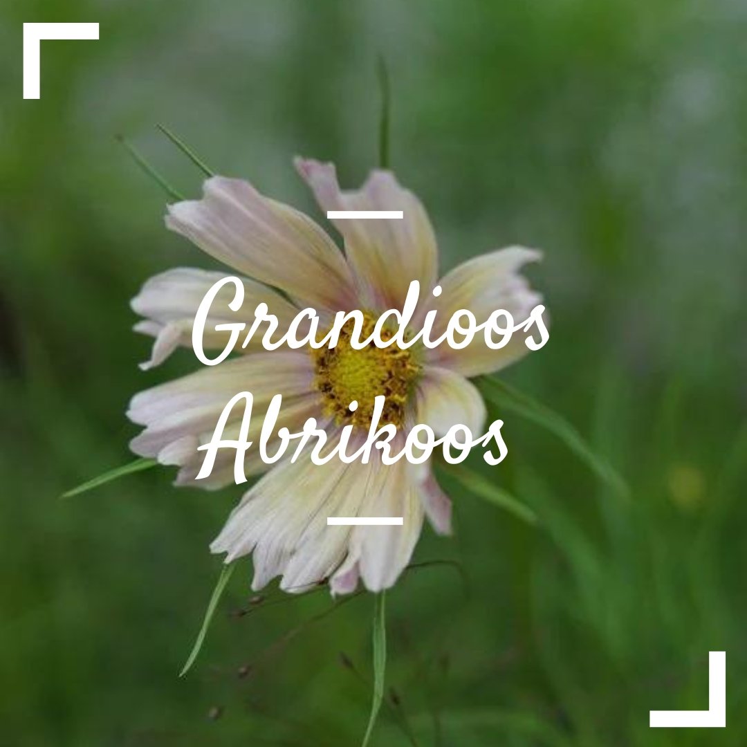 Grandioos Abrikoos - Tuinkabouter Chrisje