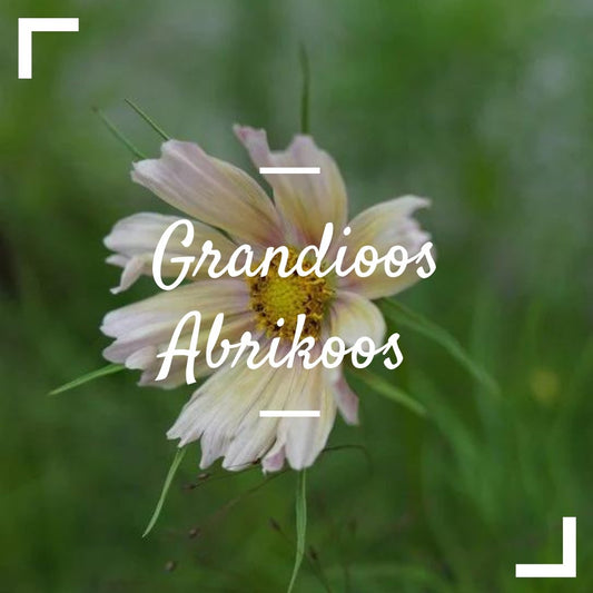 Grandioos Abrikoos - Tuinkabouter Chrisje