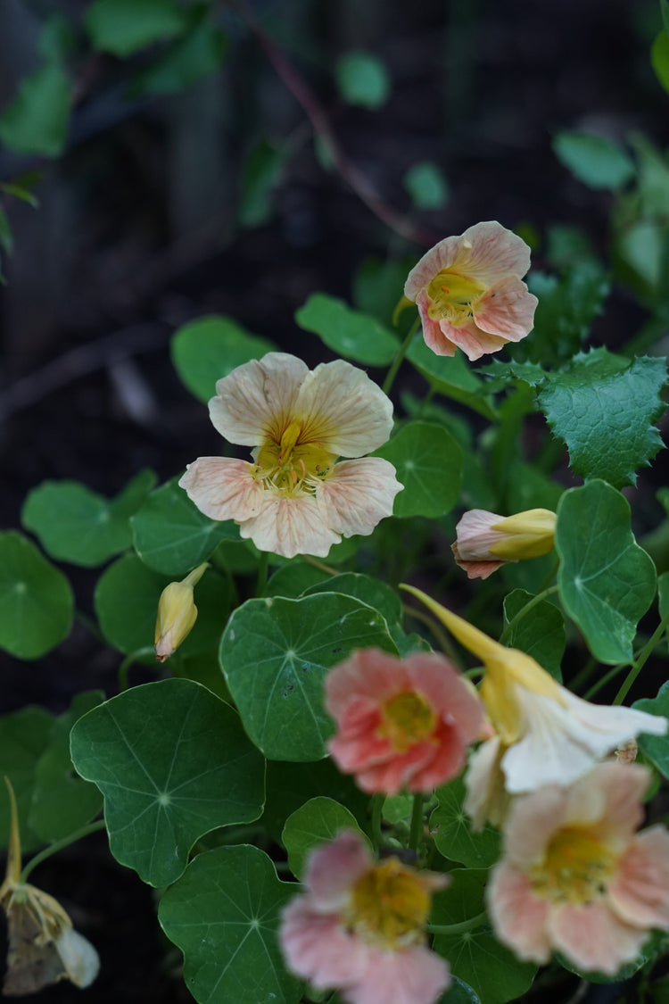 Eetbare bloemen - Tuinkabouter Chrisje