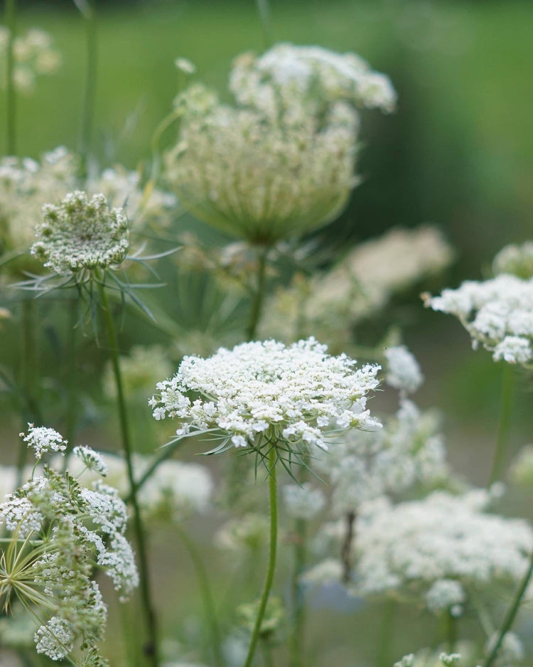 Winterharde bloemzaden - Tuinkabouter Chrisje