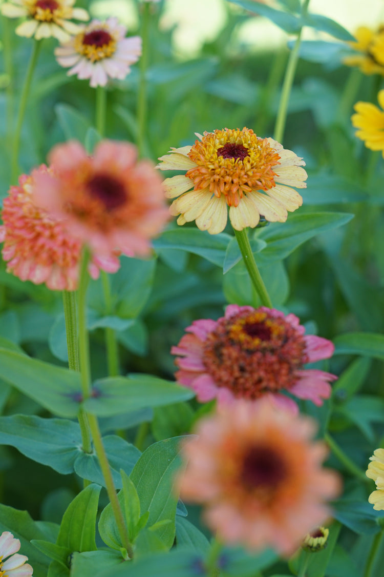 Zinnia collectie | Tuinkabouter Chrisje