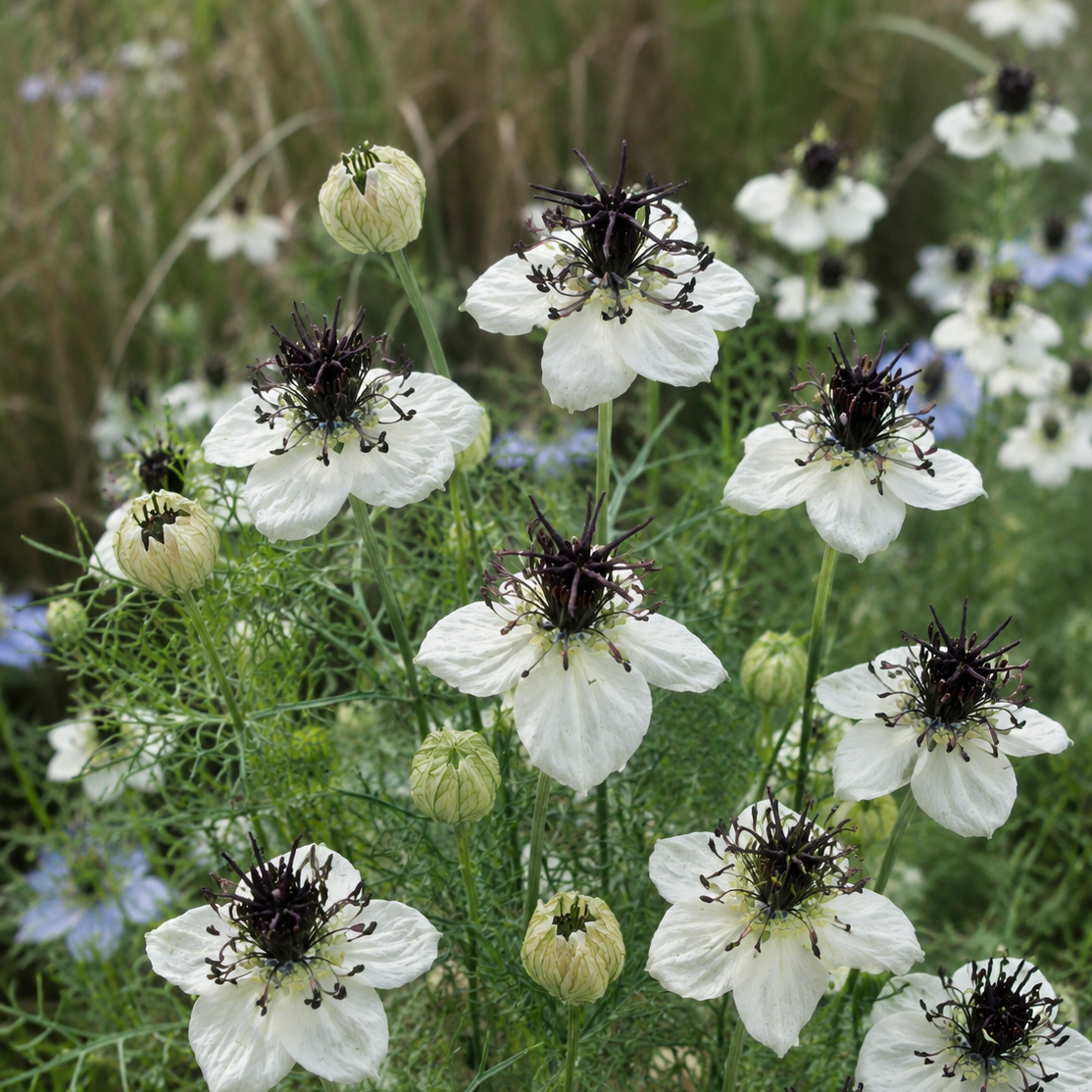 Nigella papillosa ‘Eclipse’ – Juffertje-in-het-groen
