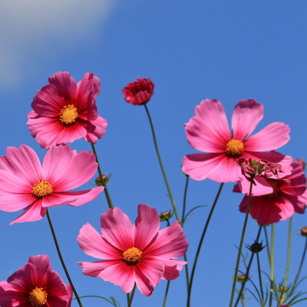 Cosmos bipinnatus ‘Antiquity’