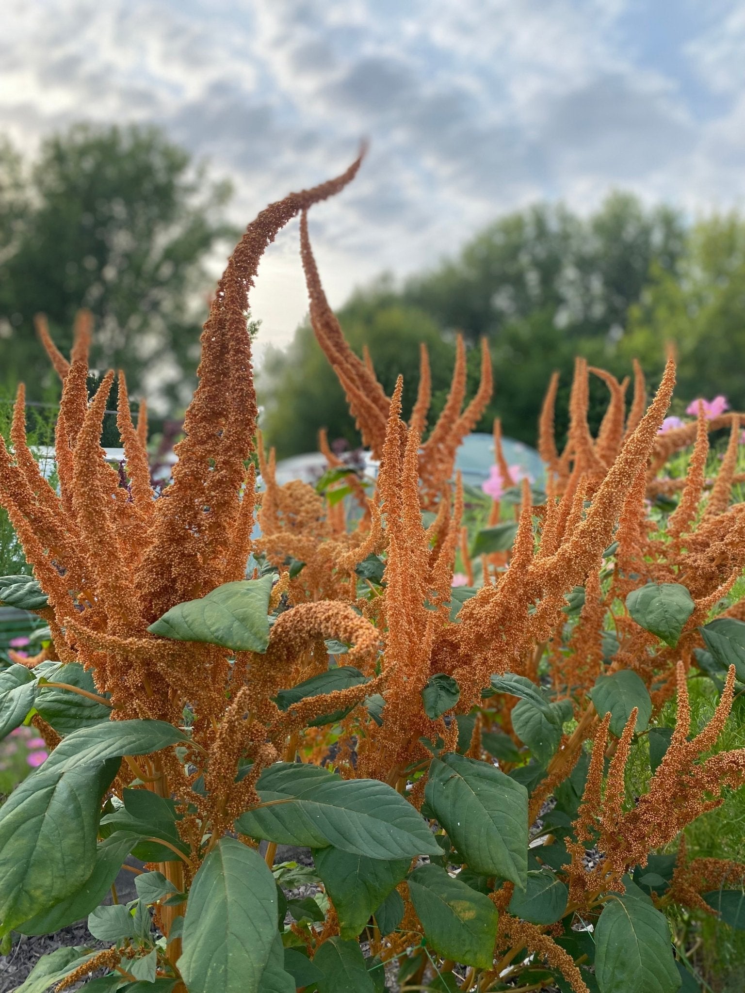 Amaranthus cruentus "Hot Biscuits" - Tuinkabouter Chrisje