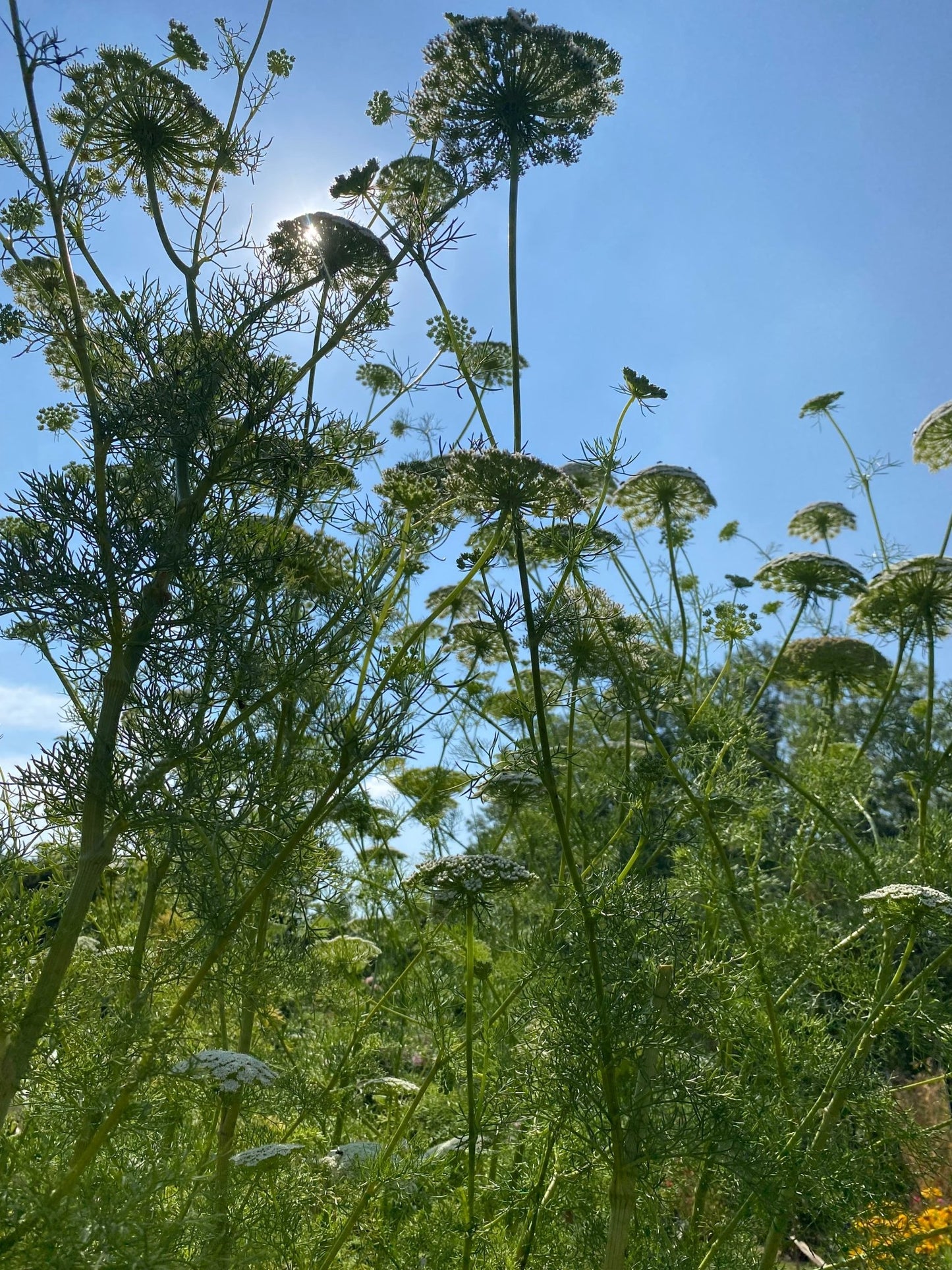 Ammi Visnaga - Tuinkabouter Chrisje