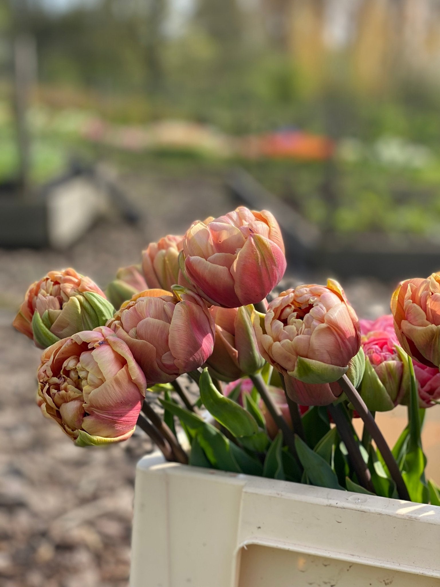 Boeket tulpen - Tuinkabouter Chrisje