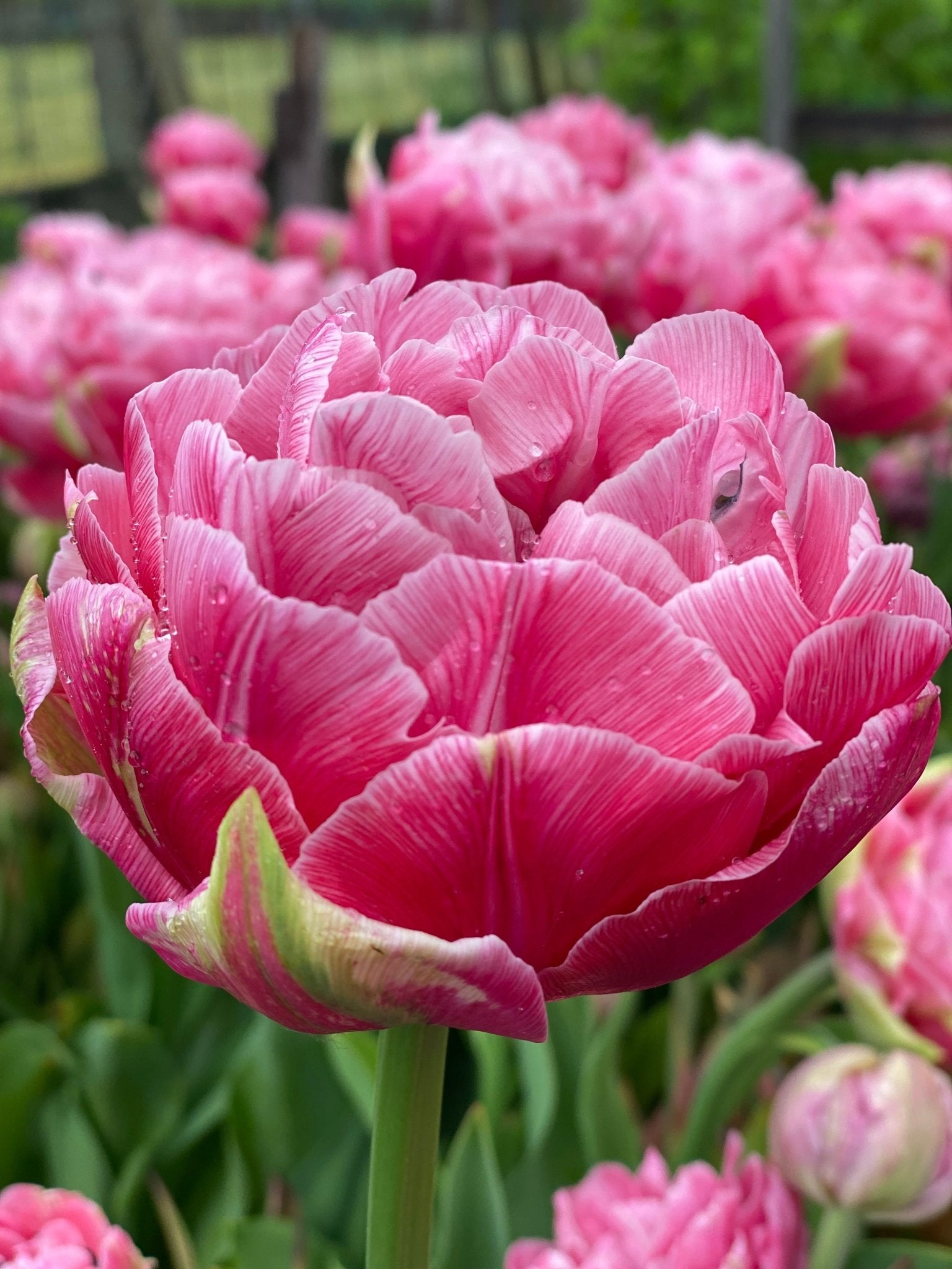 Boeket tulpen - Tuinkabouter Chrisje