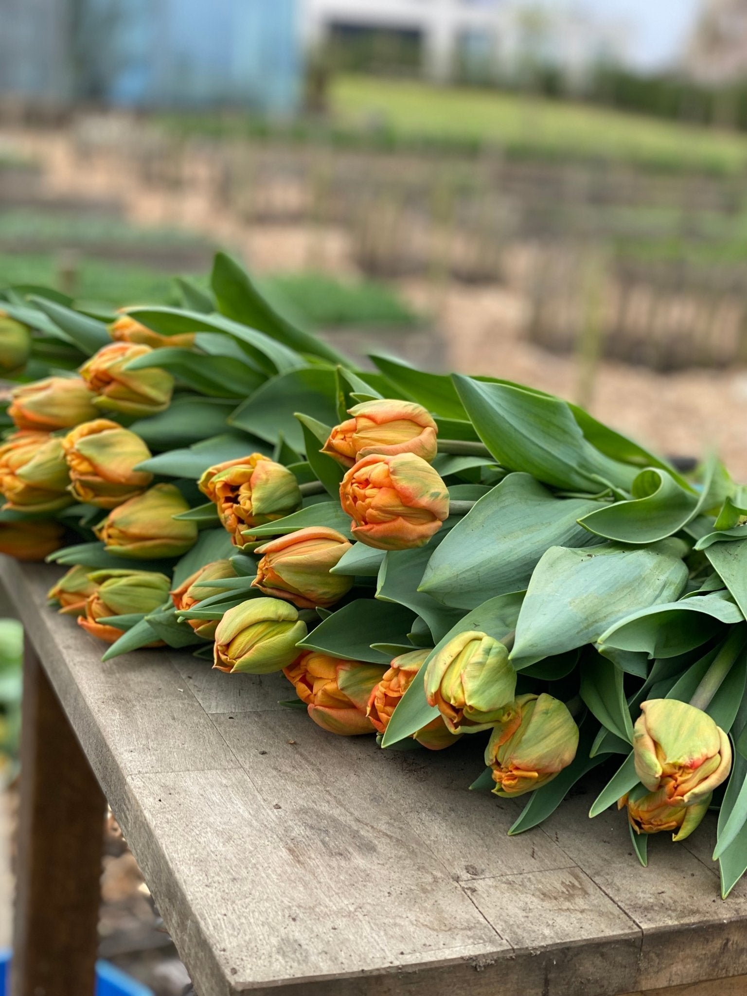 Boeket tulpen - Tuinkabouter Chrisje