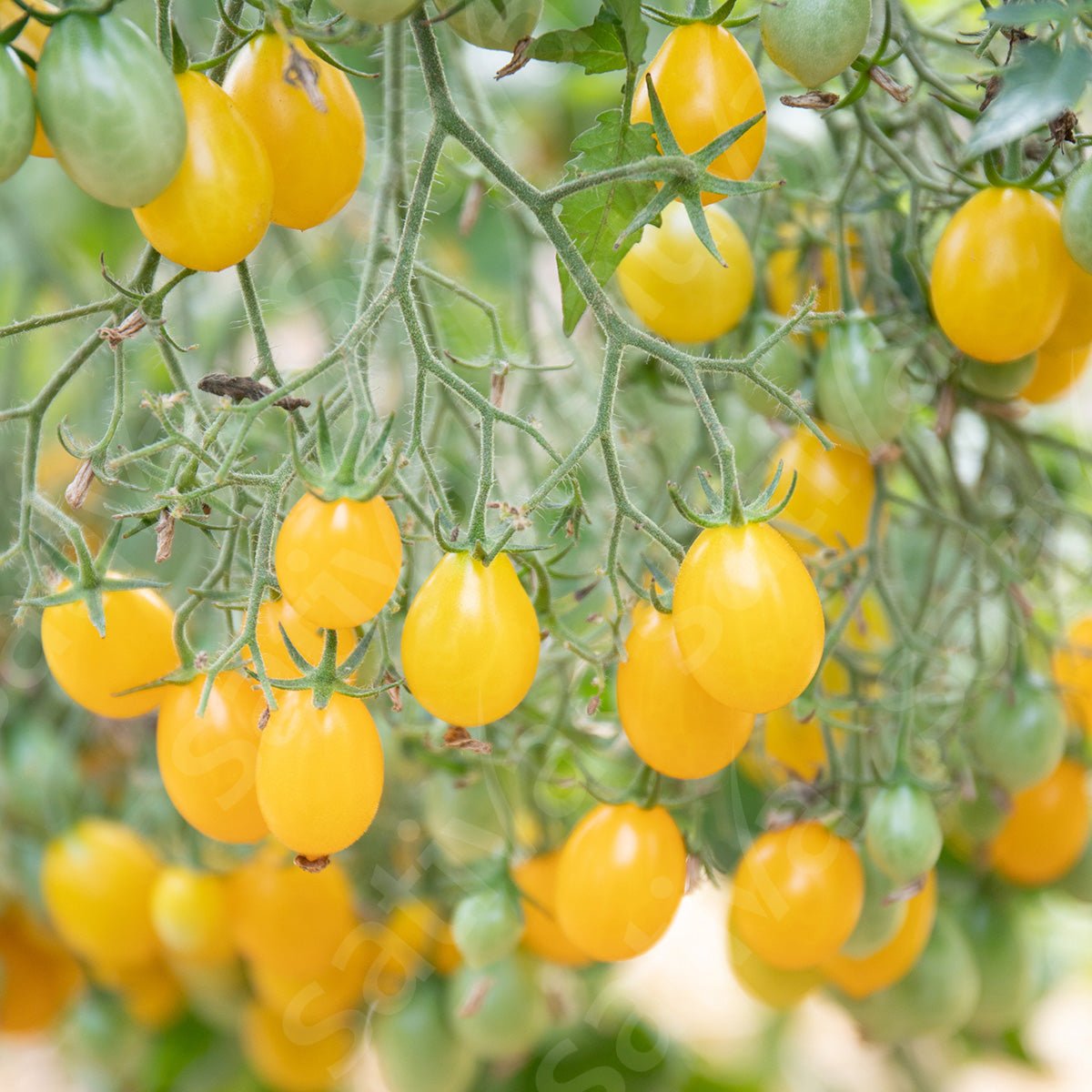 Cherrytomaat ‘Dattelwein’ - Bio van Sativa - Tuinkabouter Chrisje
