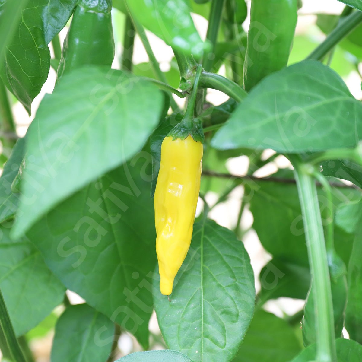 Chili ‘Lemon Drop’ – Bio van Sativa - Tuinkabouter Chrisje
