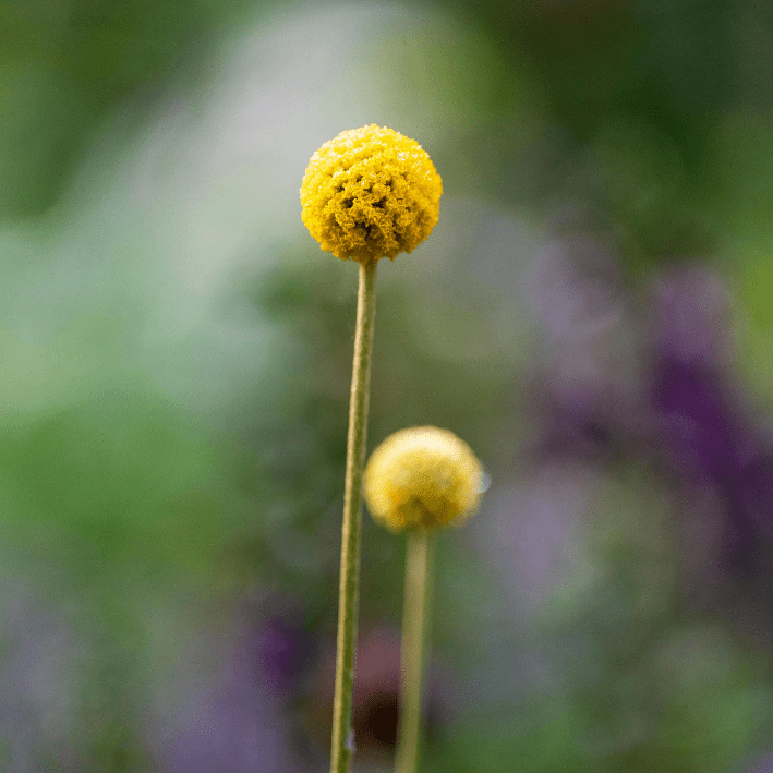 Craspedia Globosa - Drumstick - Tuinkabouter Chrisje