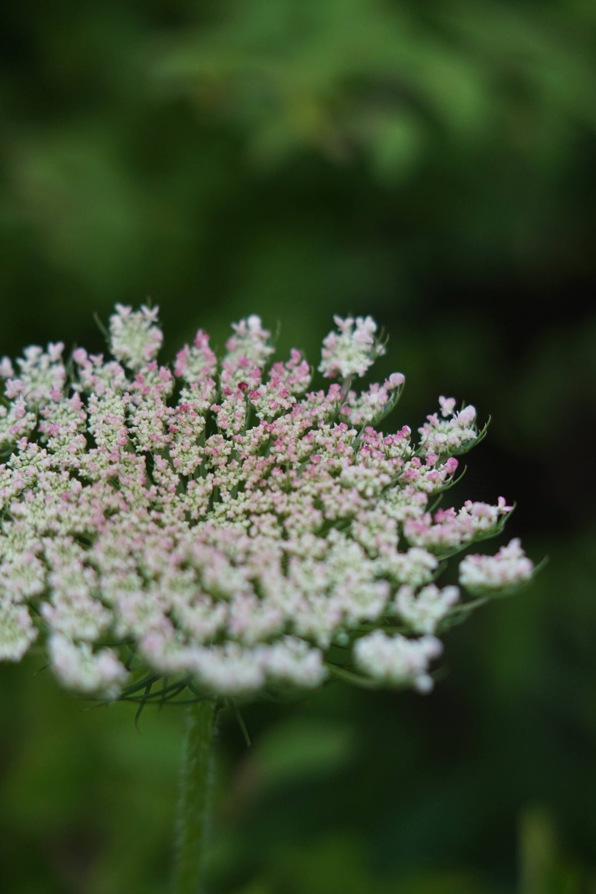 Daucus Carota dara Mix - Tuinkabouter Chrisje