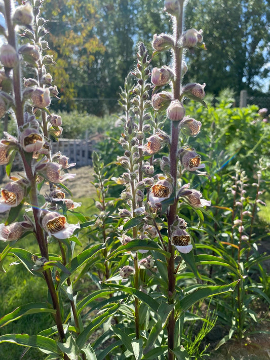 Digitalis lanata 'Café Crème' - Tuinkabouter Chrisje