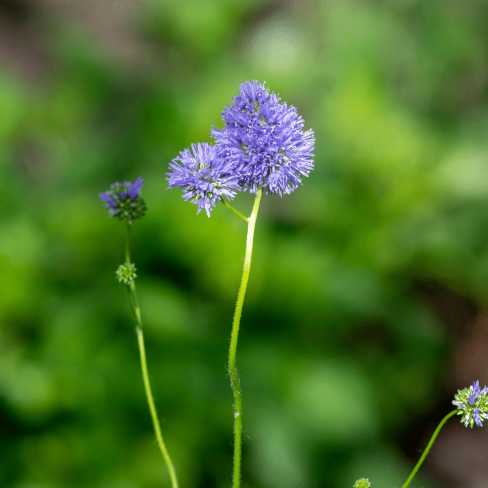 Gilia leptantha - vogeloogjes - Tuinkabouter Chrisje