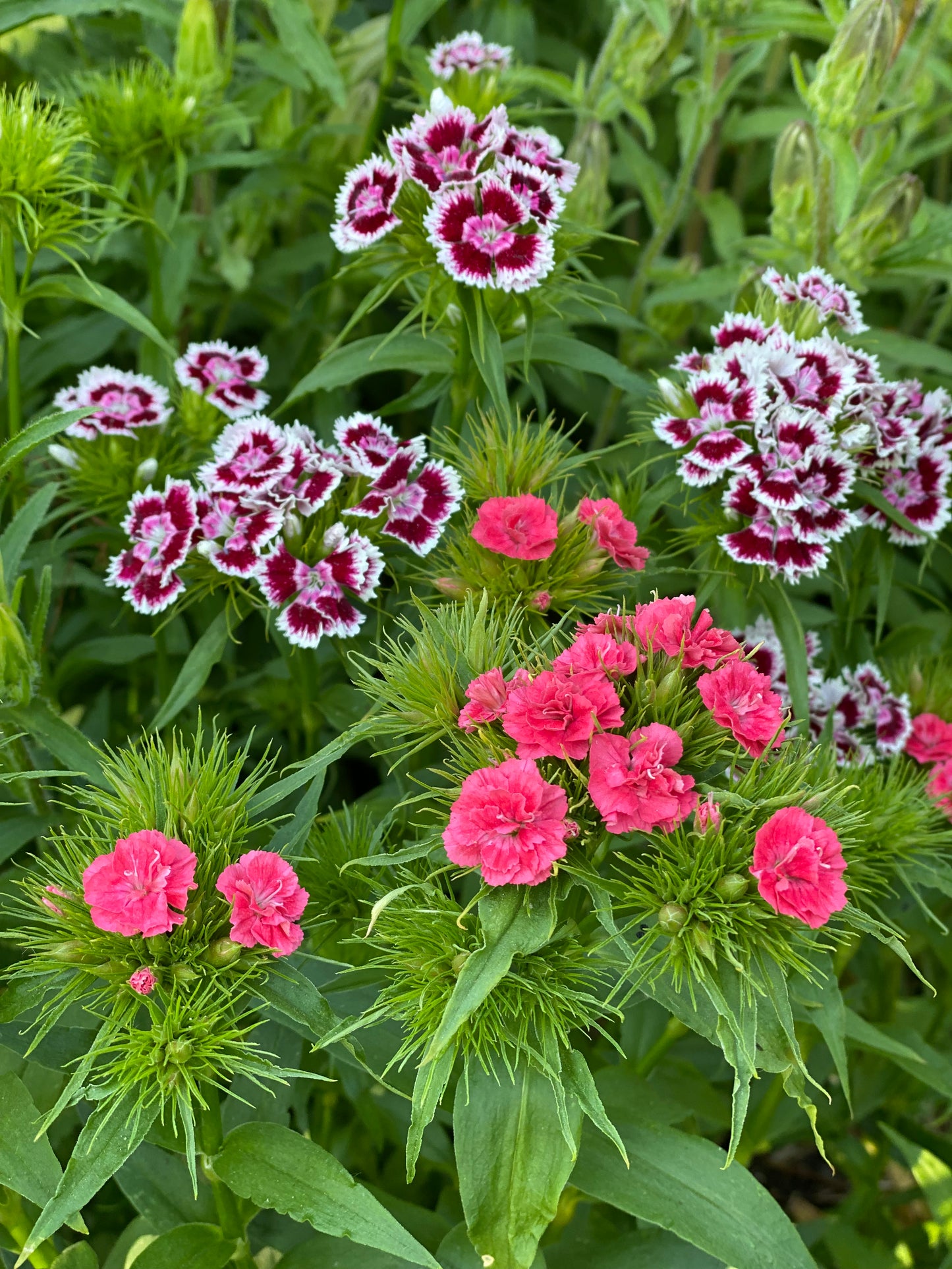 Dianthus Barbatus - œillet de poète  *Mélange Super Duplex*