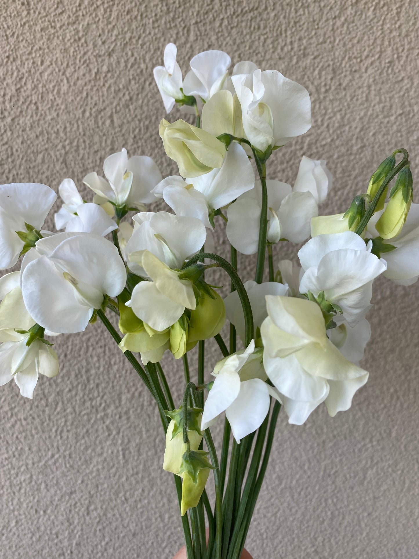 Lathyrus Odoratus - Reukerwt Spring Sunshine White