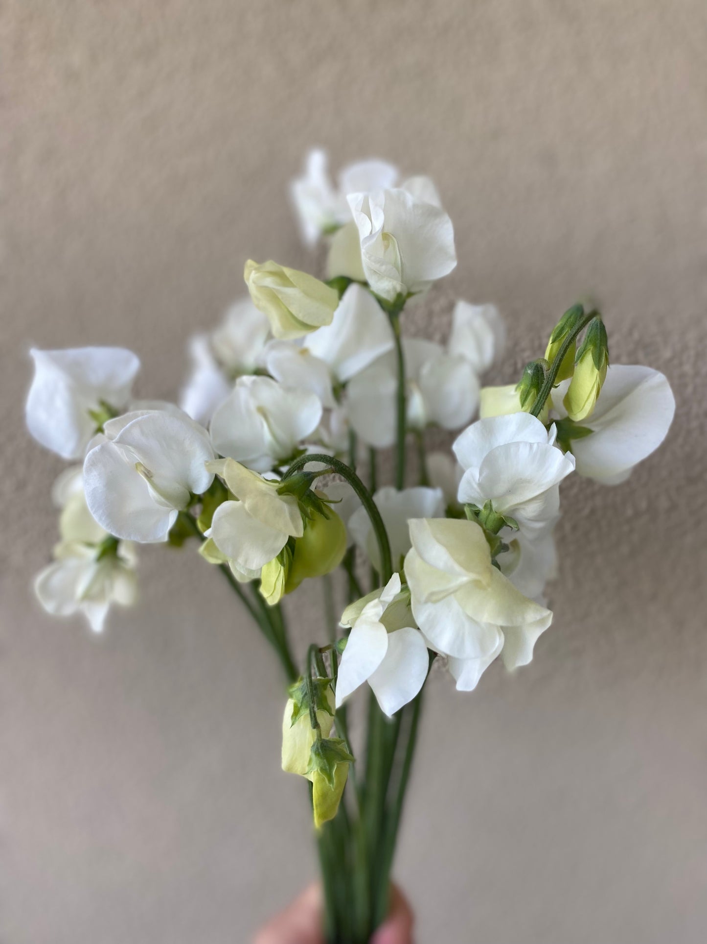 Lathyrus Odoratus - Sweet Sweet Pea Spring Sunshine White