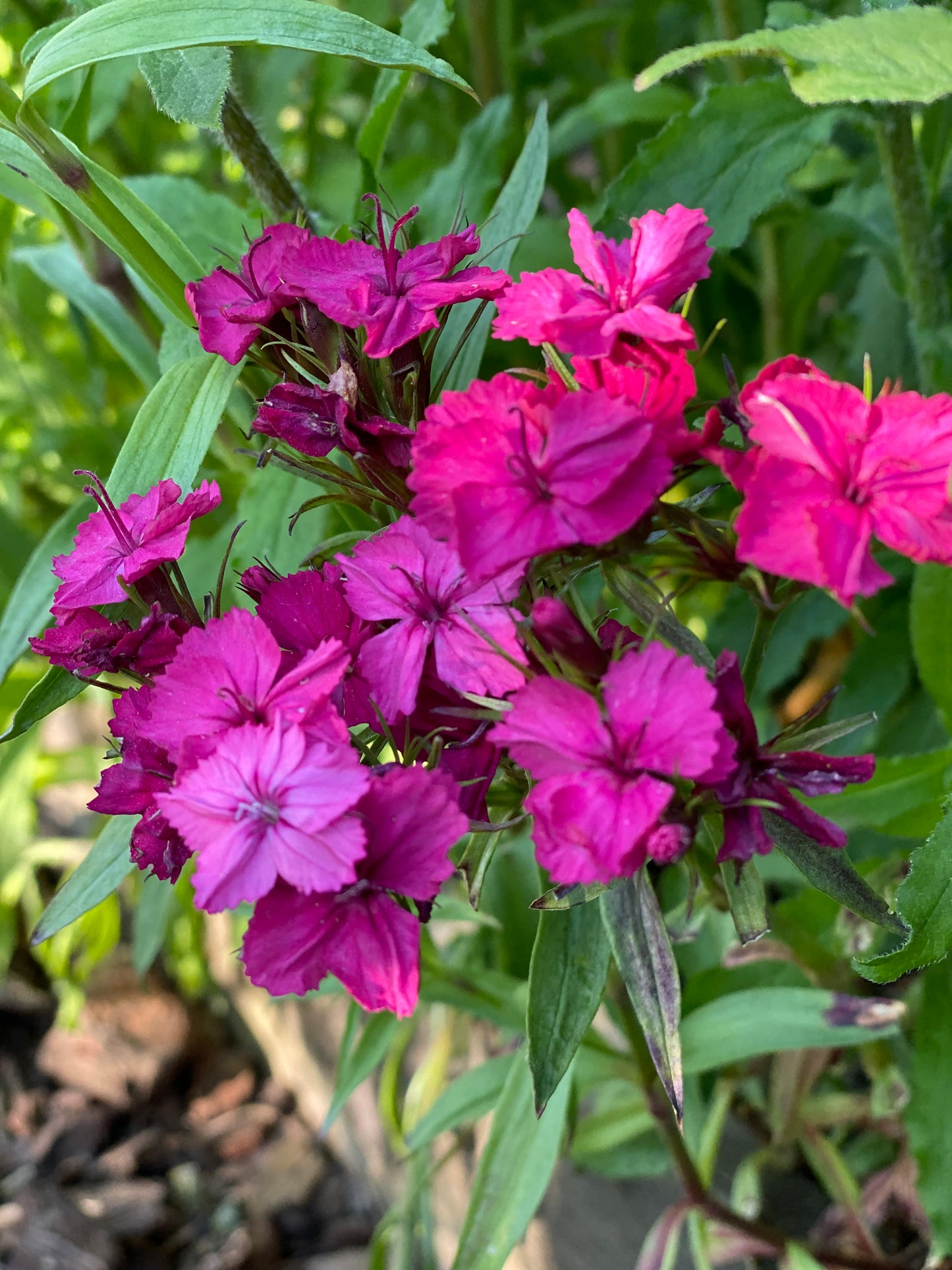 Dianthus Barbatus - œillet de poète  *Mélange Super Duplex*