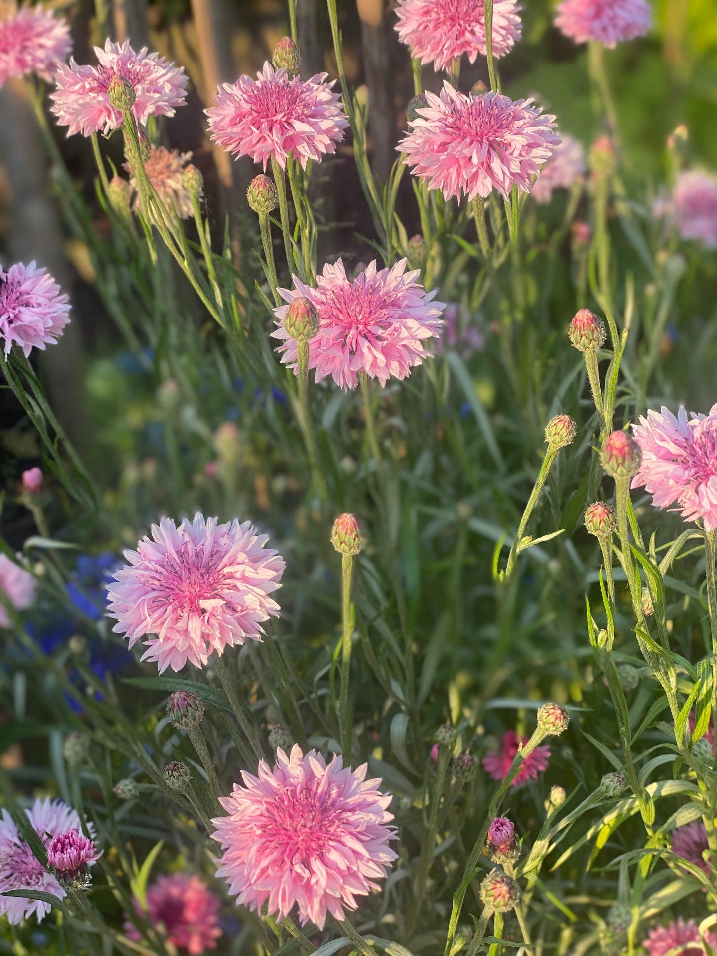Bleuet - Centaurea cyanus 'Ball Mix'