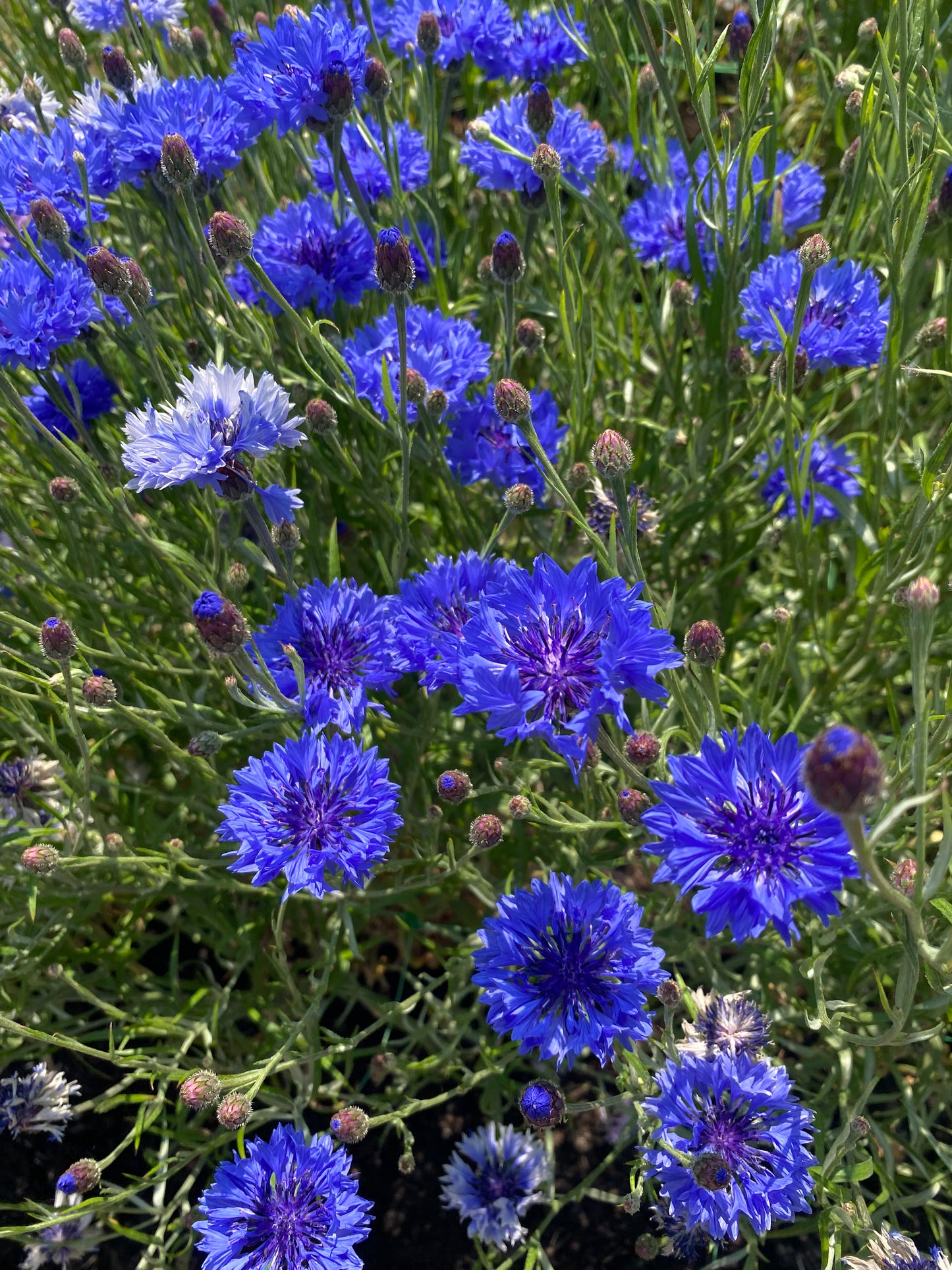 Bleuet - Centaurea cyanus 'Ball Mix'