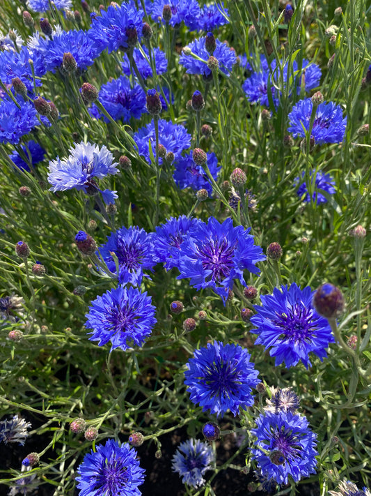 Bleuet - Centaurea cyanus 'Ball Mix'