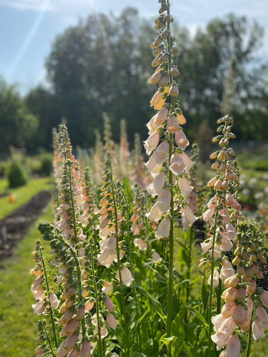 Digitalis " Apricot Delight "