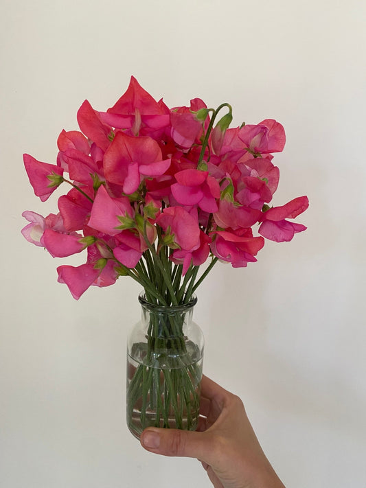 Lathyrus Odoratus - Reukerwt 'Miss Wilmott' - Tuinkabouter Chrisje