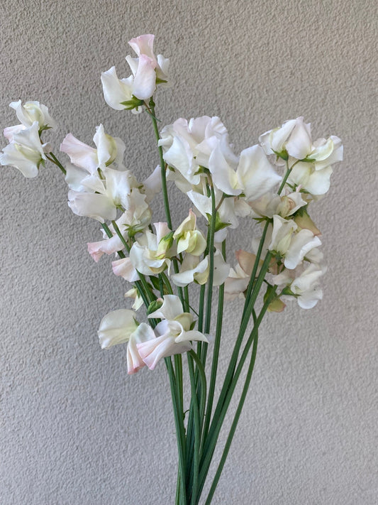 Lathyrus Odoratus - Reukerwt "Piggy Sue" - Tuinkabouter Chrisje