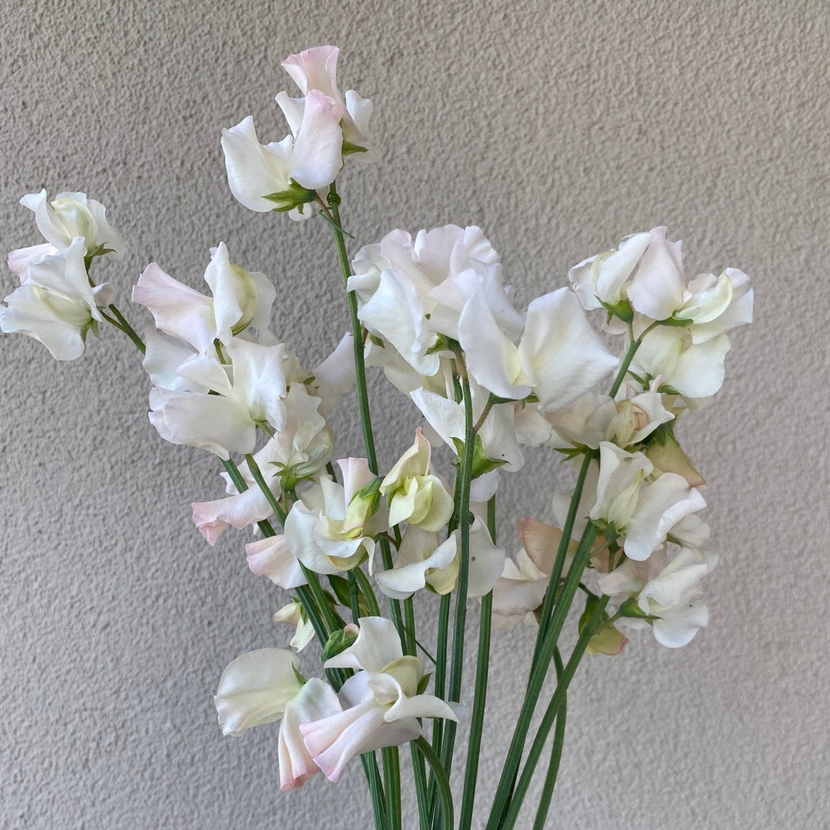 Lathyrus Odoratus - Reukerwt "Piggy Sue" - Tuinkabouter Chrisje