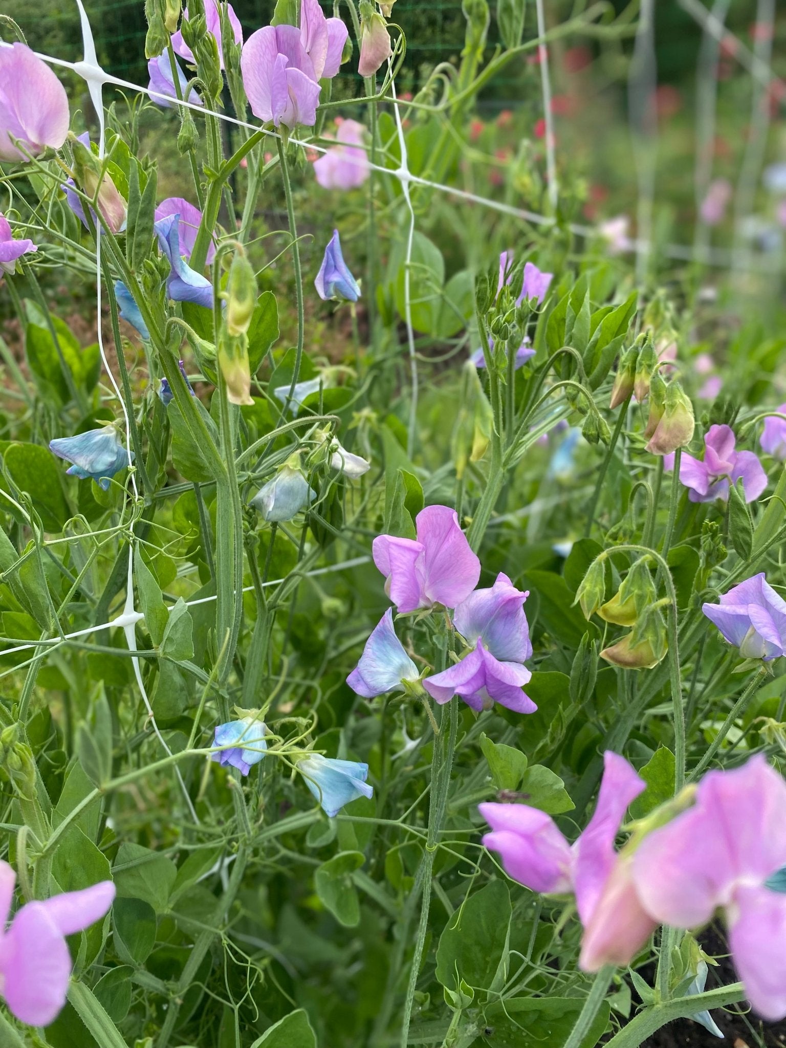 Lathyrus Odoratus - Reukerwt "Turquoise Lagoon" - Tuinkabouter Chrisje