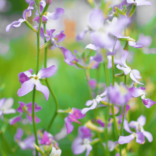 Matthiola longipetala sub. bicornis Starlight Scentsation - Tuinkabouter Chrisje