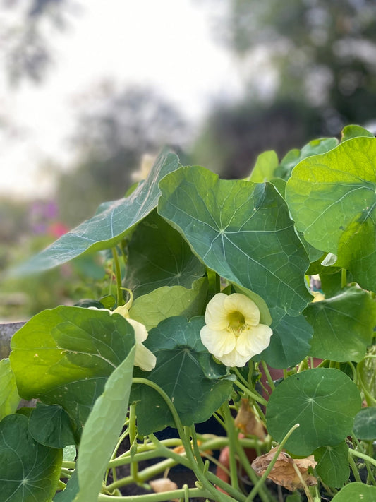 Nasturtium - Tropaeolum majus Milkmaid - Tuinkabouter Chrisje