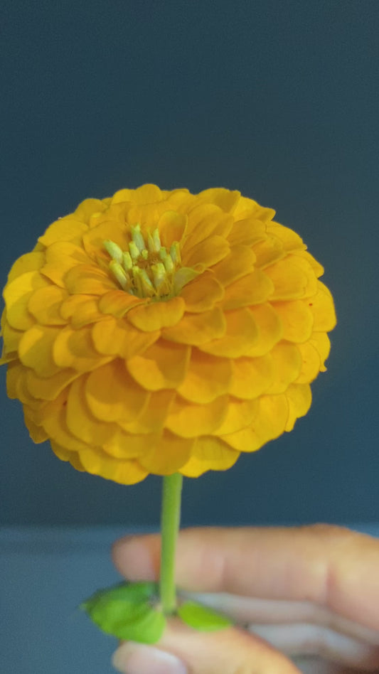 Zinnia elegans Oklahoma jaune doré