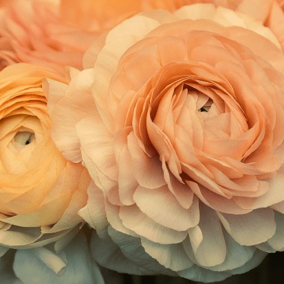 Ranonkel Amandine Salmon - Tuinkabouter Chrisje