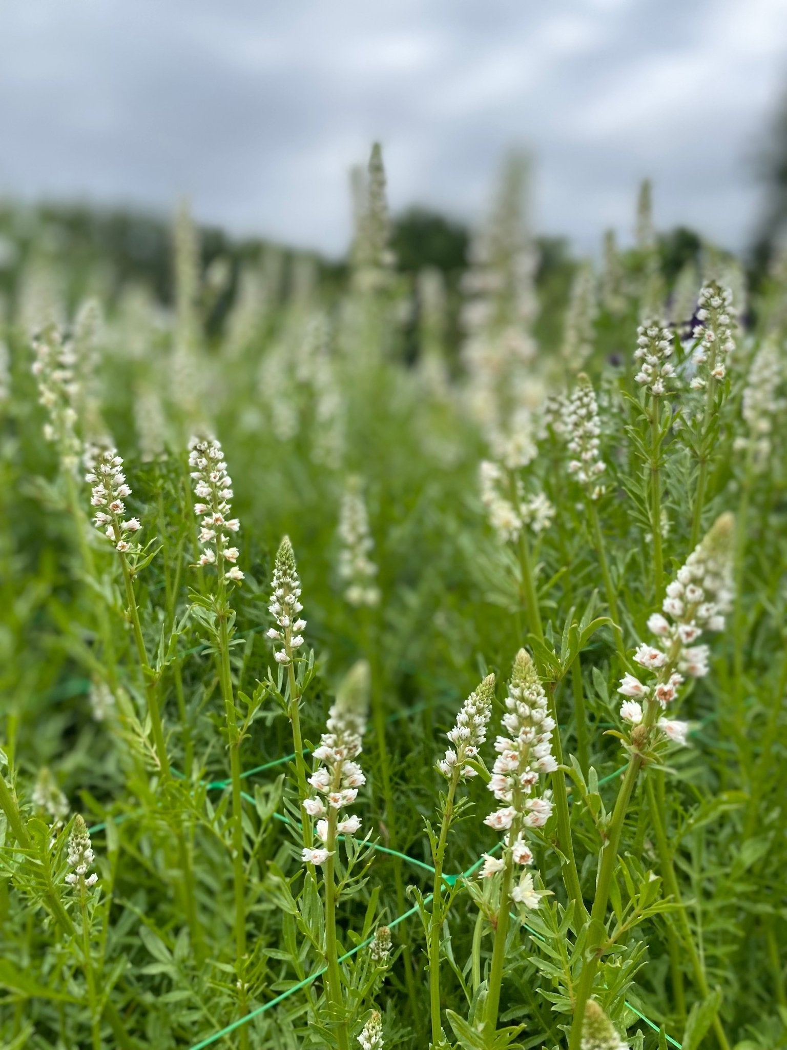 Reseda Alba - witte reseda - Tuinkabouter Chrisje
