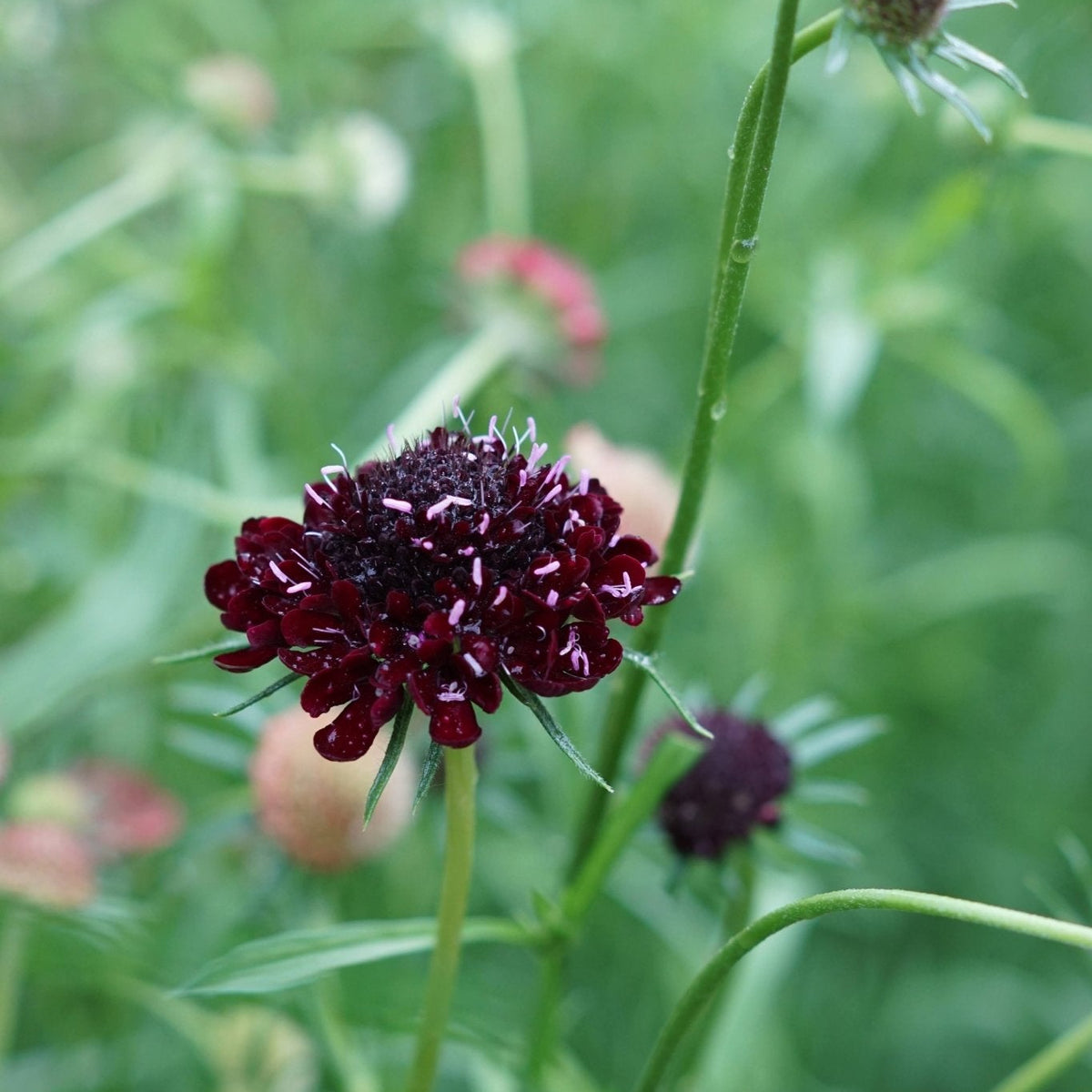 Scabiosa atropurpurea ' Black Knight' - Tuinkabouter Chrisje