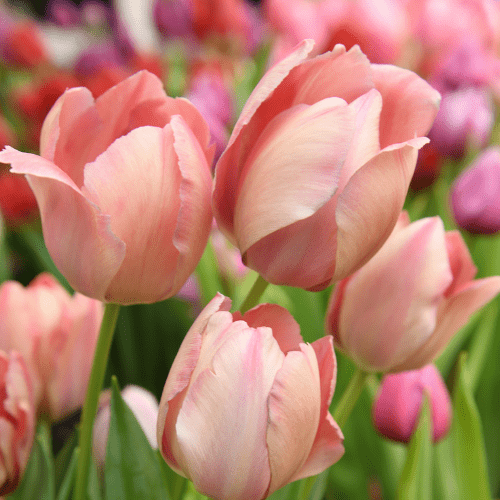 Tulp Salmon van eijk - pak van 10 bloembollen - Tuinkabouter Chrisje