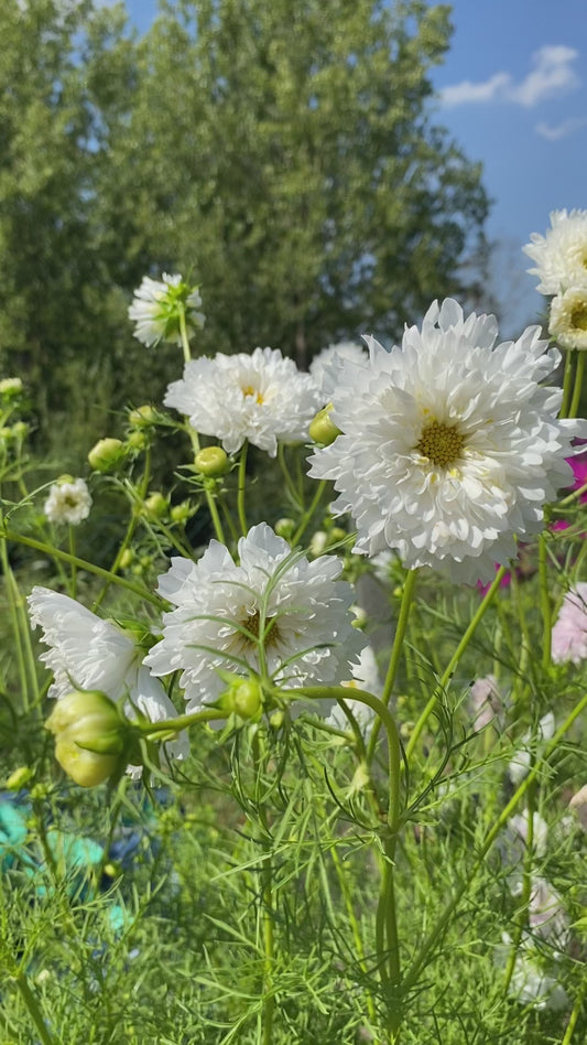 Cosmos bipinnatus Snowpuff