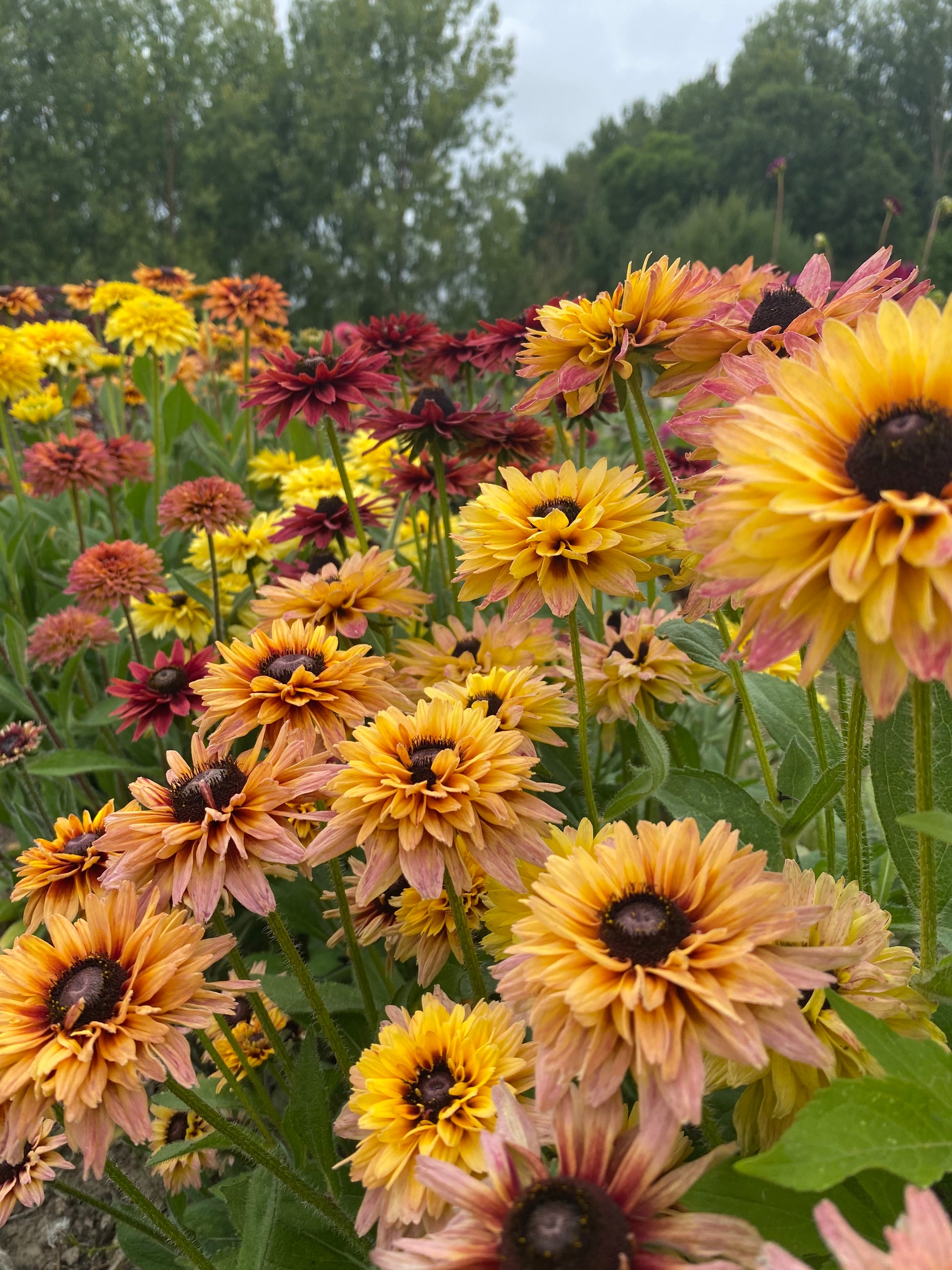 Rudbeckia Sahara bloemen in warme tinten
