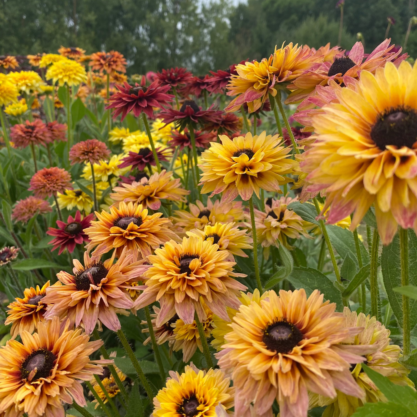 Rudbeckia Sahara bloemen in warme tinten