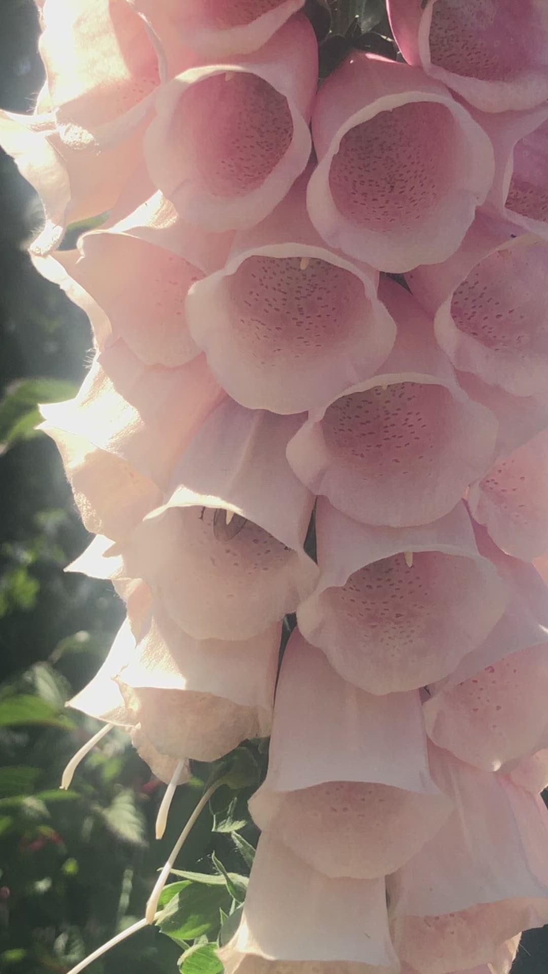 Vingerhoedskruid hommel