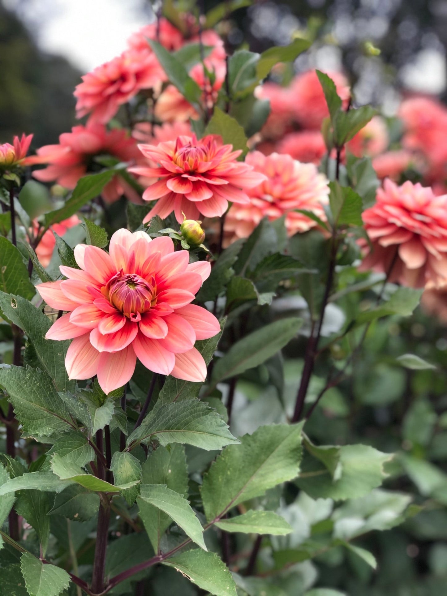 Dahlia Nicholas tubercules