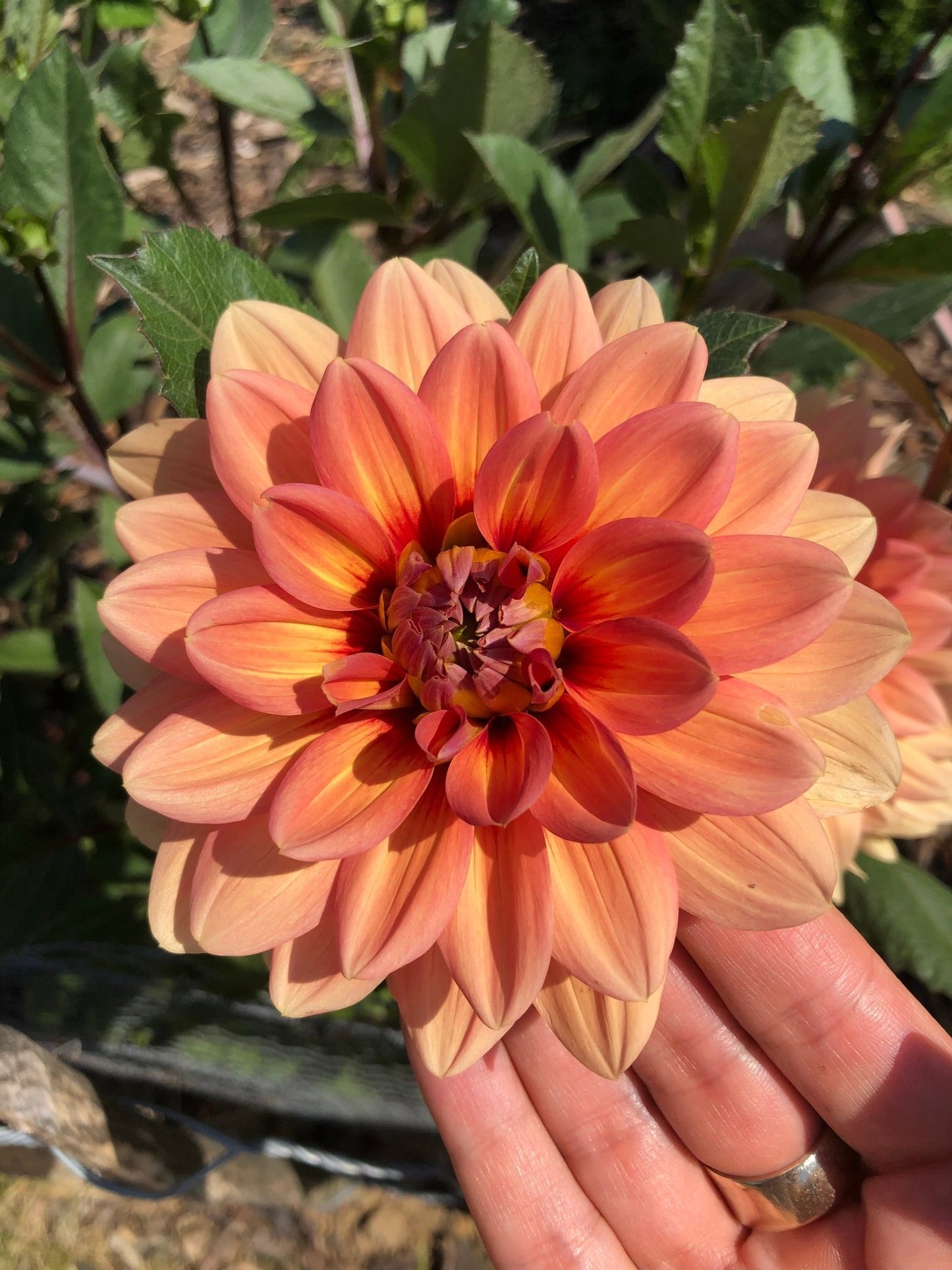 Dahlia Nicholas tubercules