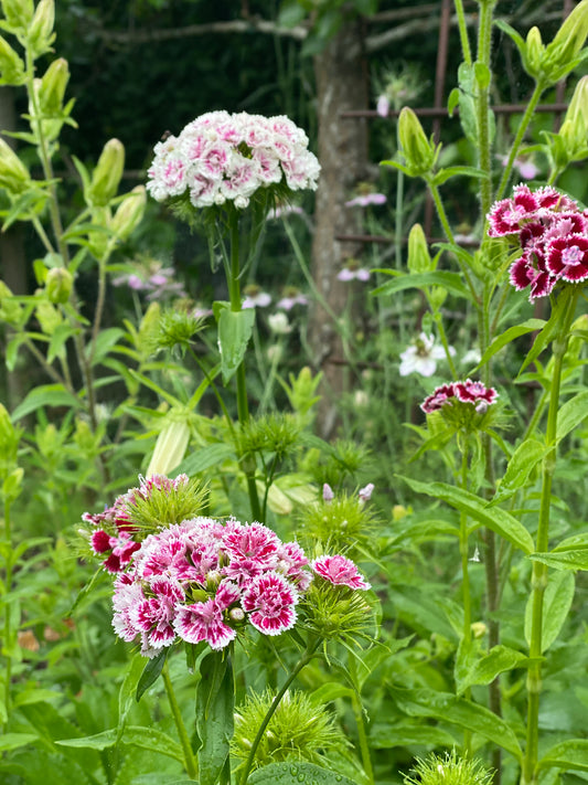 Dianthus Barbatus - œillet de poète  *Mélange Super Duplex*