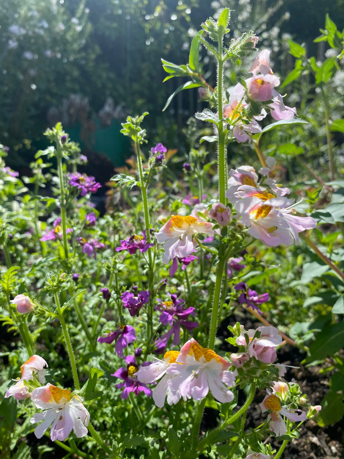 Schizanthus pinnatus "Angel Wings" Orchidée paysanne