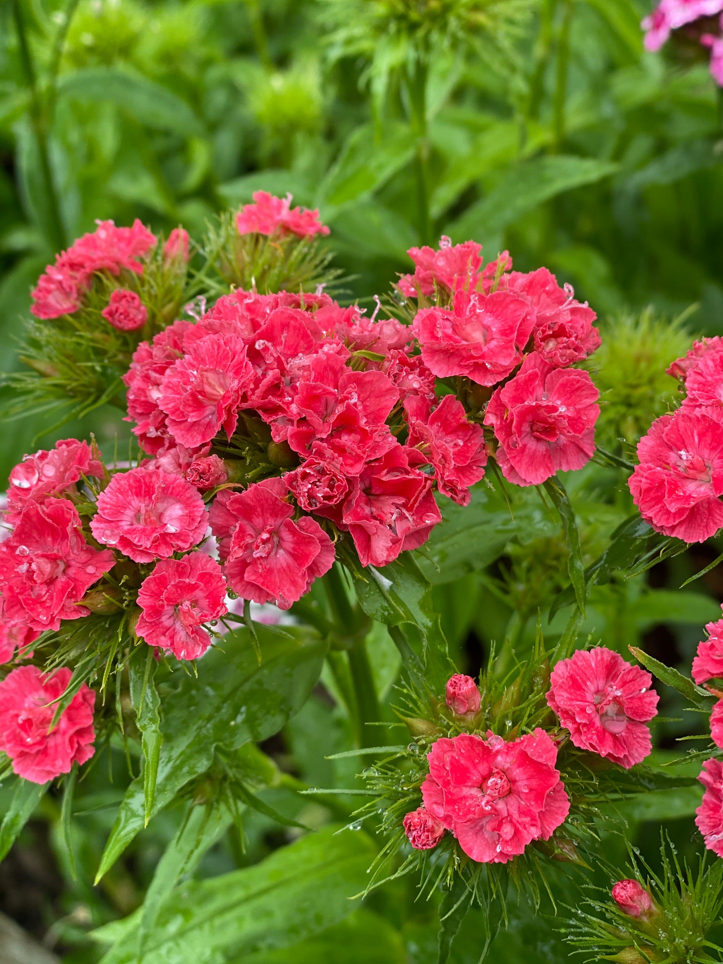 Dianthus Barbatus - œillet de poète  *Mélange Super Duplex*