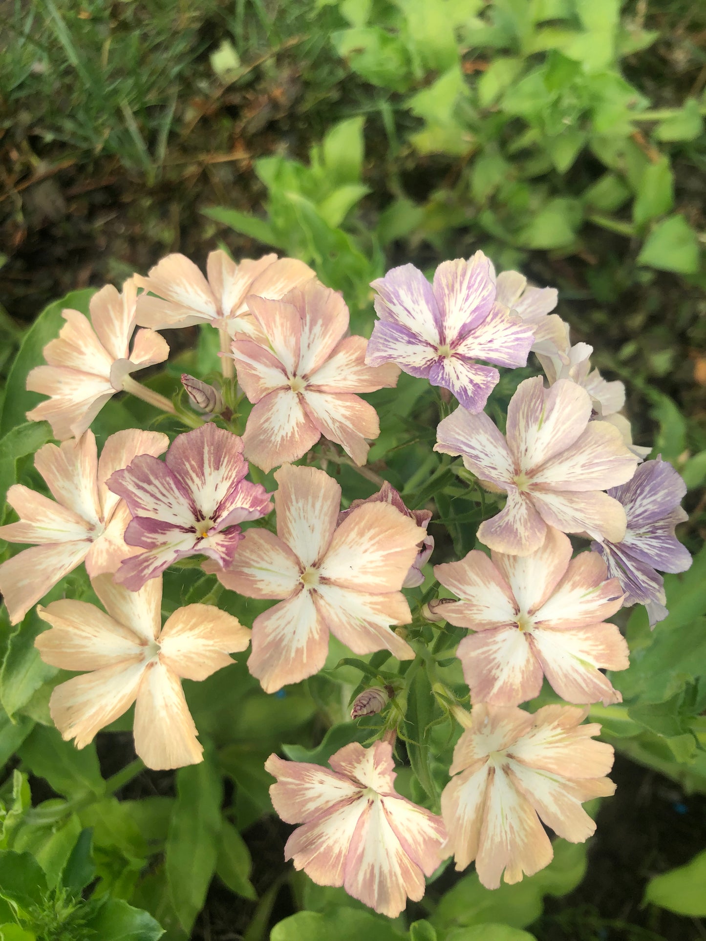 Phlox Drummondii Crème Brûlée