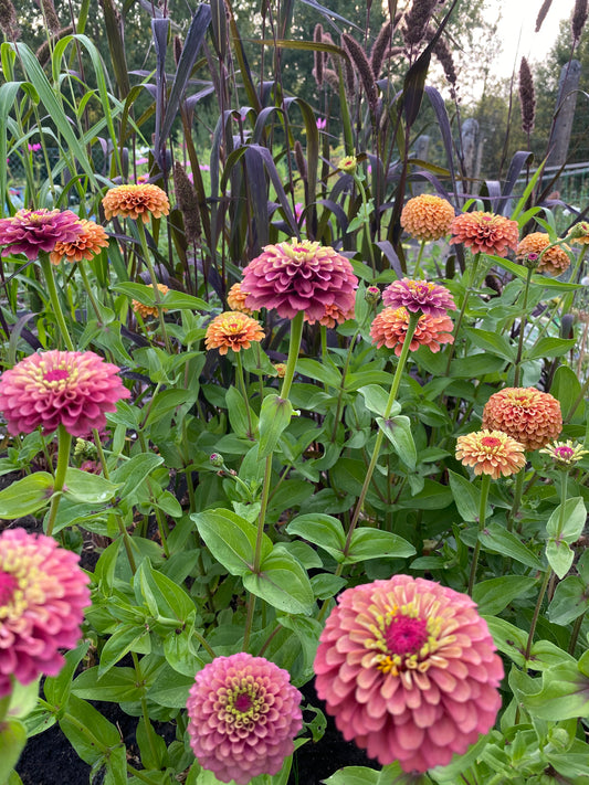 Zinnia Queen Rouge Lime
