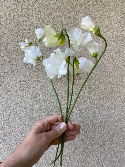 Lathyrus Odoratus - Reukerwt Spring Sunshine White